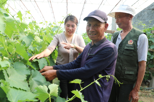 “葡萄妈妈”贺可云带领乡亲脱贫致富