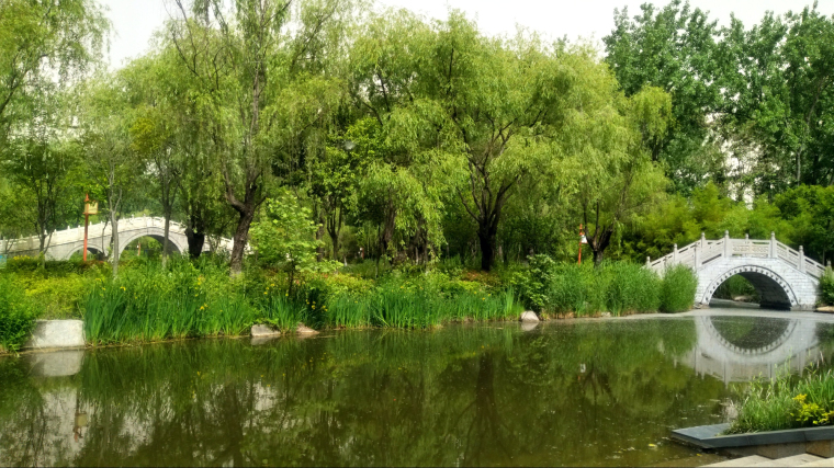 临沂人民公园活用“生物链”生态治理湖面