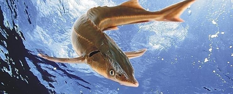 上海开创国内特有物种立法保护先河