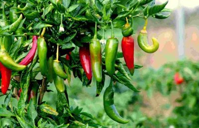 天津3年内将创建家庭农场逾万家 择优给予10万元创业补贴