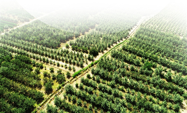 全国首家 山西经济林发展地方法规助国土增绿农民增收