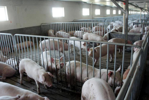 从猪圈的变迁 看临沂养猪业如何提升