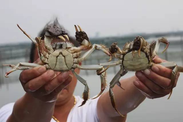 江苏5个大闸蟹主产区发出倡议 拒绝“洗澡蟹”