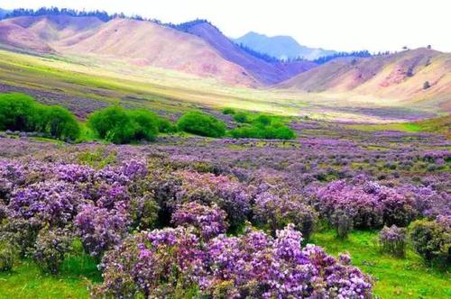 五月的迪庆凭什么成为云南的“颜值担当”？