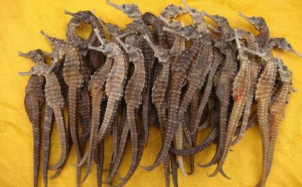 兰州查获濒危物种制品海马干案值逾60万