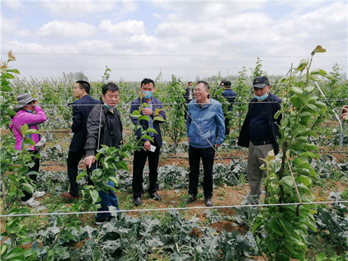 青岛农大科技特派员发挥力量开展冰雹灾后指导援助