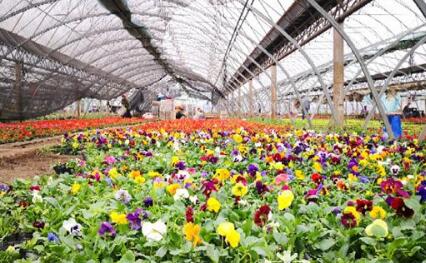 哈尔滨新区平房片区典型引路做大花卉产业