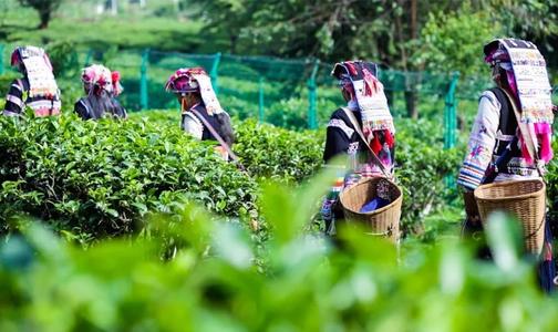 千亿云茶产业撑起脱贫致富路