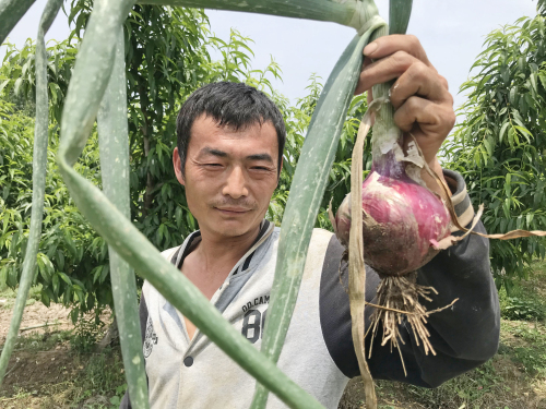 临沂洋葱收购价格暴跌 丰产难增收 