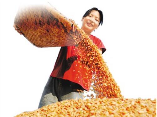 代表委员热议政府工作报告：手中有粮 心中不慌