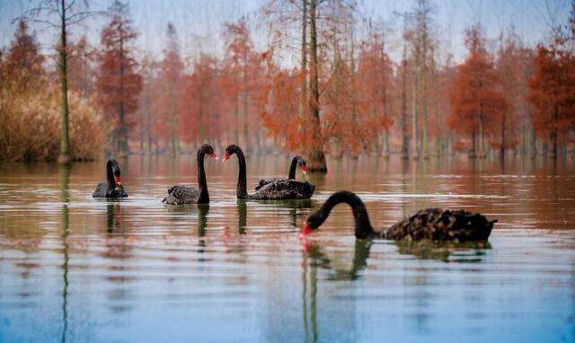 跨皖苏两省人池杉湖湿地公园