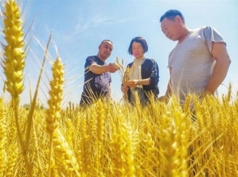 我市898万亩小麦丰收在即