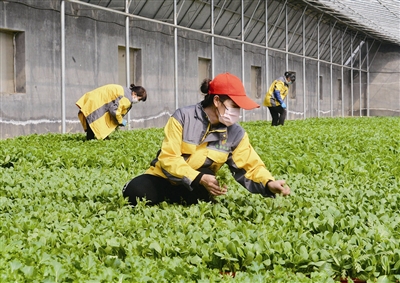 脱贫攻坚收官战，平度莱西这样排兵布阵