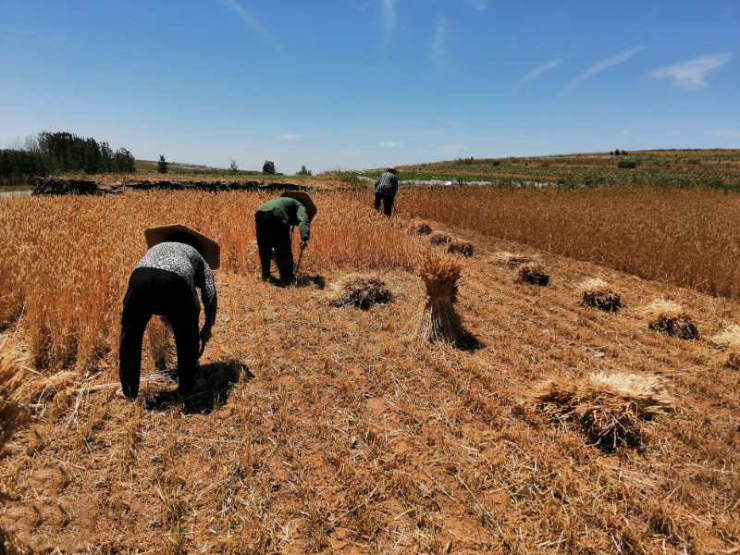 麦子熟了！想起了我的童年