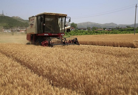 金色麦浪 开镰收割