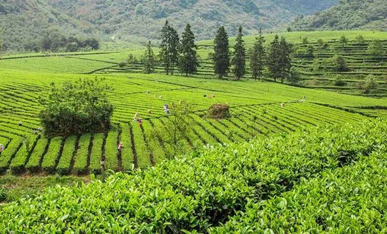 广东省763个农业重大项目昨启动推进