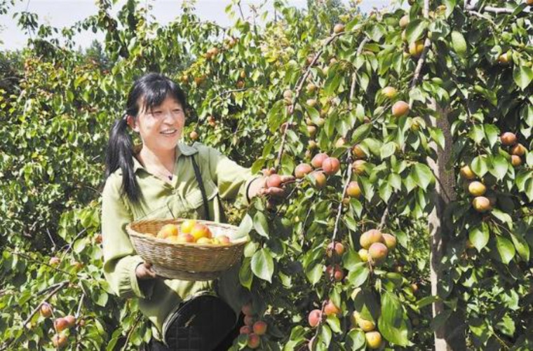 菏泽市定陶区杏儿俏销果农乐