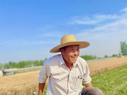 芒种至，夏收忙|兰陵镇12万亩小麦喜迎丰收季