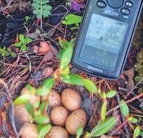 “飞龙”在天?大兴安岭发现野生“飞龙”巢穴