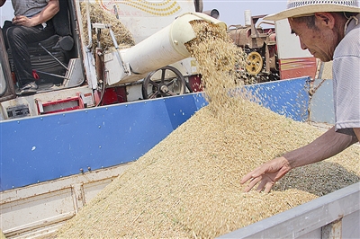 开镰收麦 颗粒归仓 今年青岛小麦预计增收一成 