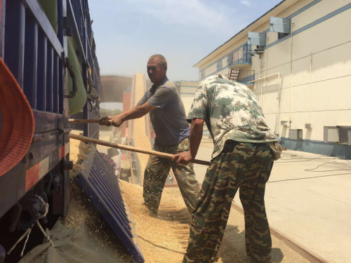 河东区级储备粮开秤 当天入库58万公斤