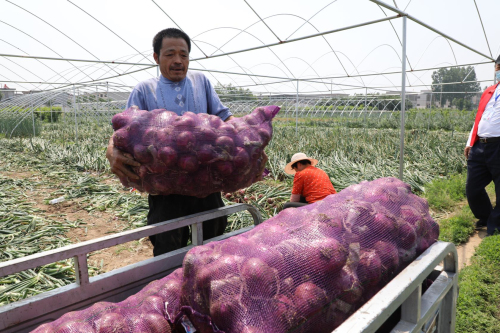 3毛一斤没人要 记者实地探访：为何洋葱价格迎来历史新低？