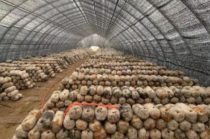 河南方城县杨楼镇创新就业扶贫模式 多渠道增加贫困人员收入