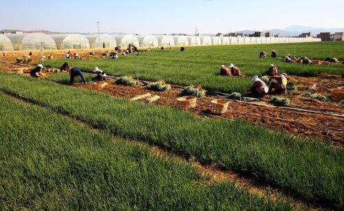 云南祥云：“合作社+”带领贫困户走上脱贫致富快车道