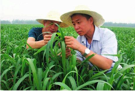 “一站式”农技服务助力广东农业高质量发展