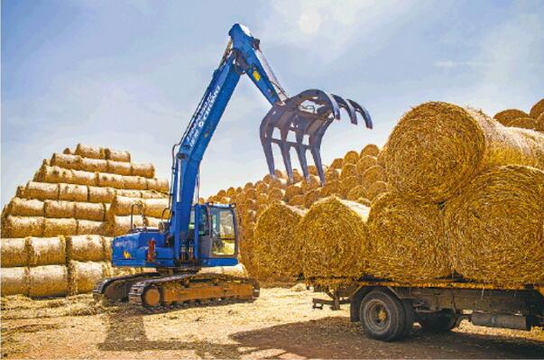 “奶牛的面包”每吨600元 山东麦客说麦收 