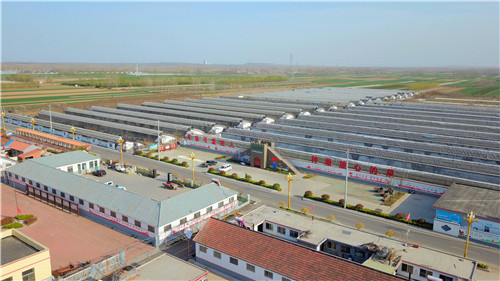 青岛西海岸新区：聚焦产业引领  助力乡村振兴