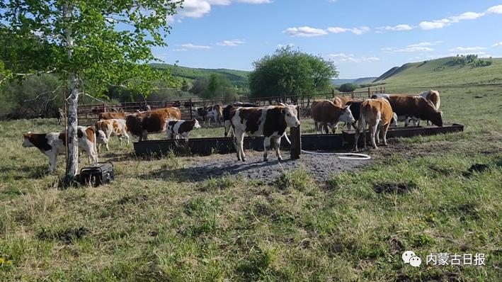 鄂温克旗：畜牧产业链 带富一大片
