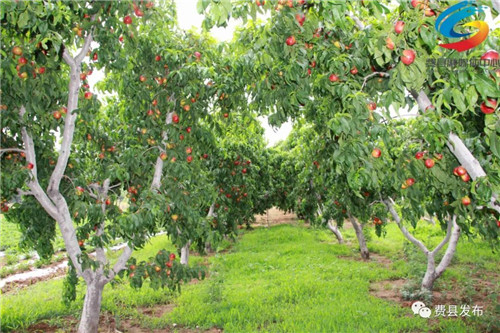 【乡镇优品】临沂费县梁邱镇2亿斤甜桃在等你！