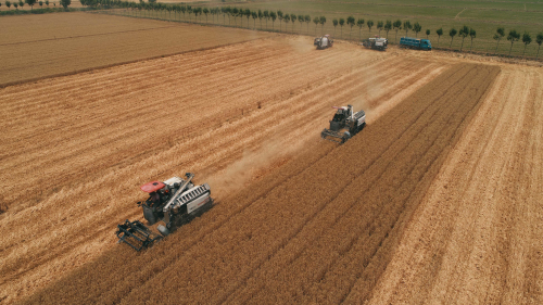 马头镇“种粮大户”收麦记