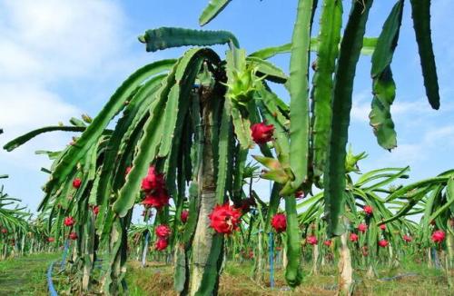 山西农谷又一项南果北种试验成功