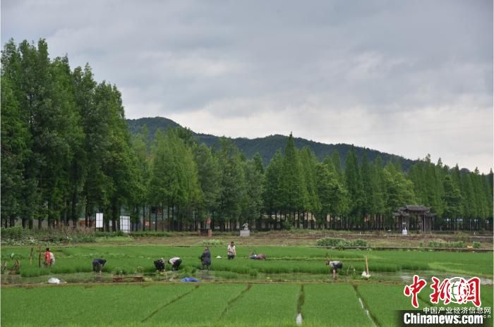 “两山”转化看浙江龙泉路径 山水林田间觅美好生活