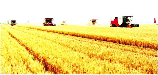 潍坊寒亭区探索实施“合作社+公司+农户”生产模式