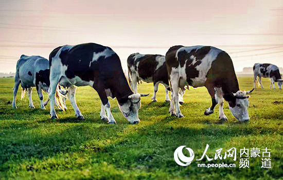 内蒙古通辽市：村里有了“好当家” 致富根基扎得牢