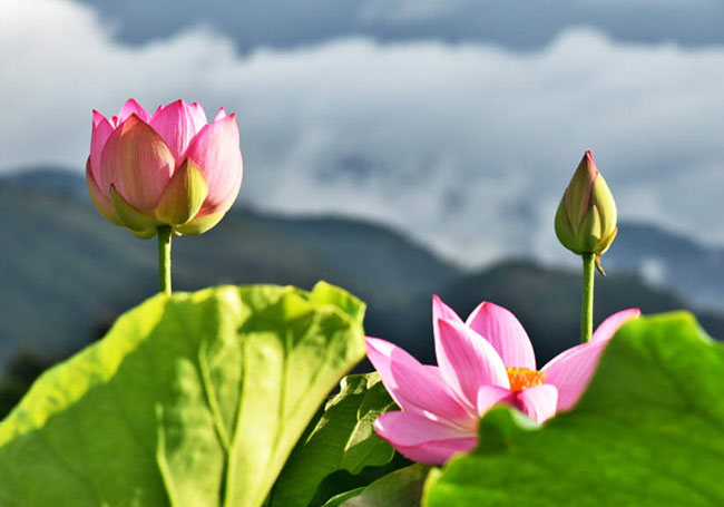 云南双江：成为旅游网红打卡地