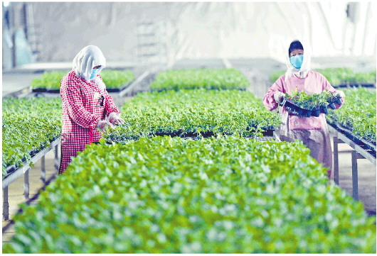 山东：搭平台拓渠道，让农民“钱袋子”鼓起来 