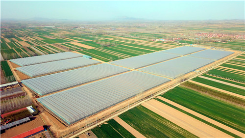 青岛西海岸新区：产业振兴激活乡村振兴新动能