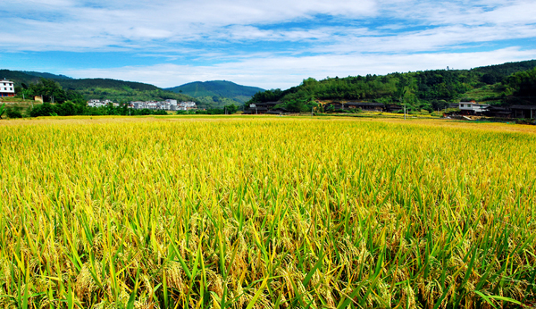 福建新增一超级稻新品种