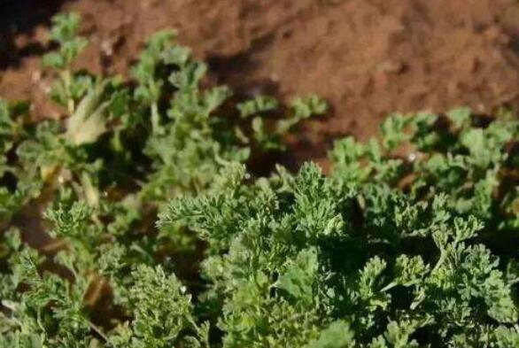 “卢五味”成“富民方”——河南卢氏县发展中药材产业助群众增收致富