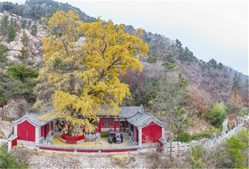 青岛对2500棵老树实施“一树一策”专项保护  