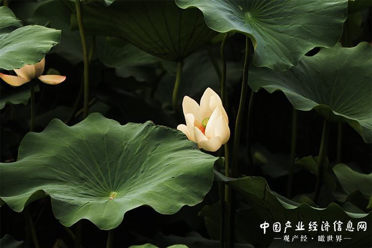 池中荷花香 亭下乐悠扬