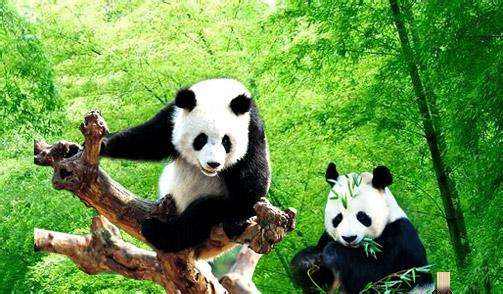 湖南规模最大熊猫主题乐园开园
