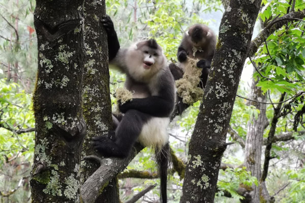 滇金丝猴成为迪庆州文旅局“首席顾问”