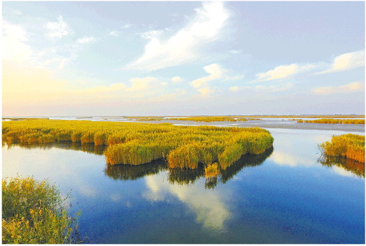 山东东营：守好一条河 联动共建生态圈 