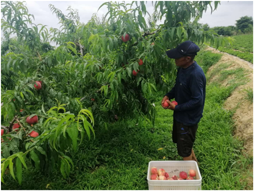 【赏桃花美景 品人间仙桃】青岛平度旧店镇百亩蜜桃园迎来了成熟丰收季