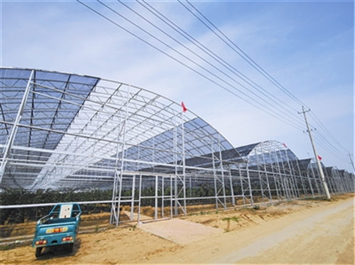 胶州洋河镇引进平台公司发展樱桃种植，带来土地效益翻番增长